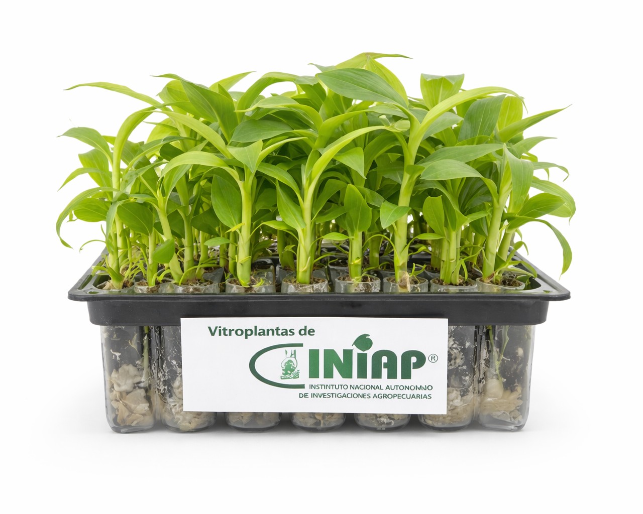 Banano (Vitroplantas